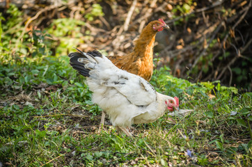 Chickens in his natural environment 