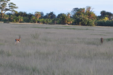 The African animals. Kenya