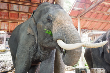 Asia elephants eating grass, Thailand