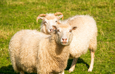 Schafe auf der Wiese