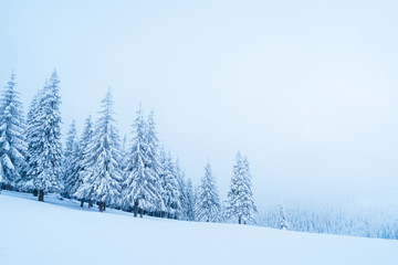 Winter in the mountain spruce forest