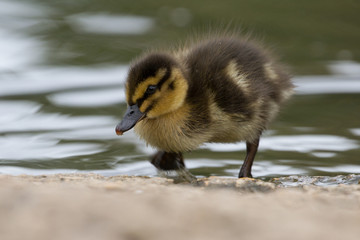 Beautiful Young Cute Mallard (anas platyrhynchos) Duckling Portrait
