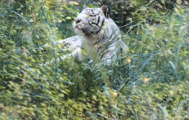 Vetro protettivo e vegetazione mi separano dalla affascinante tigre siberiana