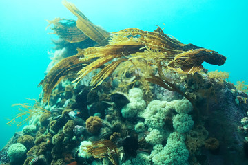laminaria sea kale underwater photo ocean reef salt water