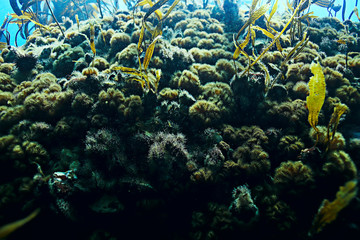 colony of sea anemones under water corals