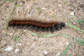 Chenille