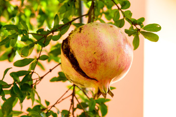 Melograno sulla pianta, fuoco selettivo