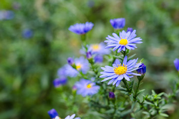 Bouquet of blue garden flowers