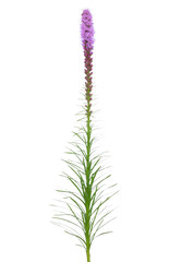 Liatris spicata flower