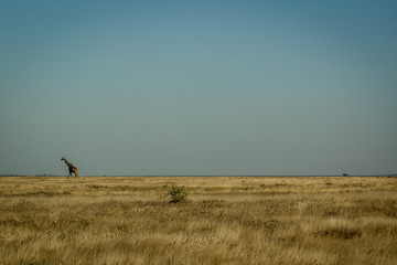 A giraffe in Etosha NP, Namibia