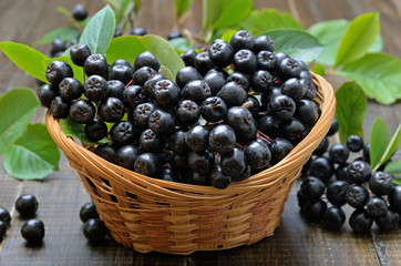 Black chokeberry