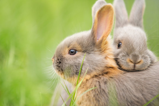 kuschelnde Kaninchenbabies