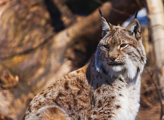 Lynx in park