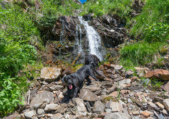 Labrador Retriever Black Dog lay in the mountains