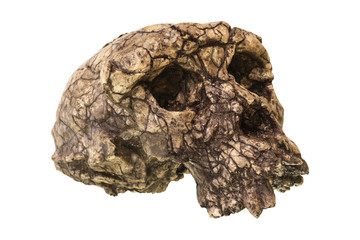 Sahelanthropus tchadensis Skull ( Toumai ) . Discovered in 2001 in Djurab desert in Northern Chad ,...