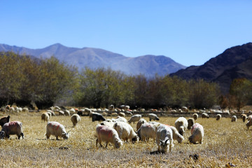 Obraz premium flock of sheep in the mountains