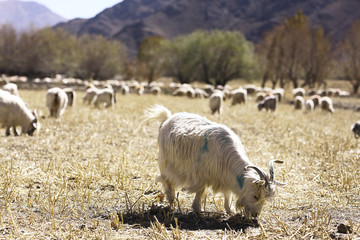 Obraz premium sheep on a mountain pasture