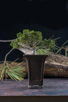 Photograph of bonsai Juniperus chinensis on stone floors