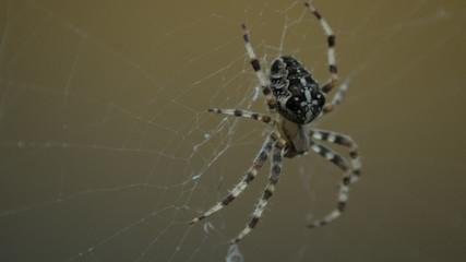 Garden Spider, Araneus diadematus