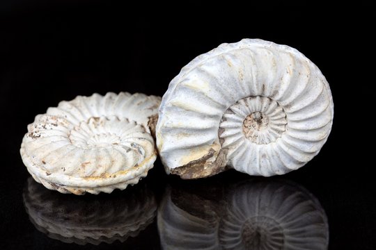 White Ammonites