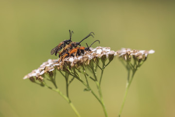 Scheinbockkäfer - flotter Dreier