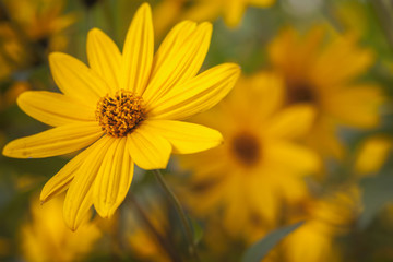 Topinambur - Helianthus tuberosus - Vintage-Look