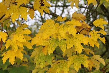 Autumn / Autumn leaves of a tree