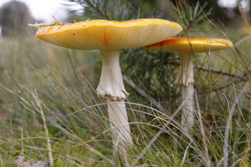 Fliegenpilz