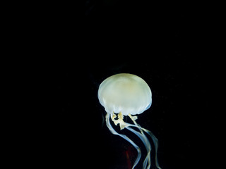 White-spotted jellyfish (Phyllorhiza punctata)