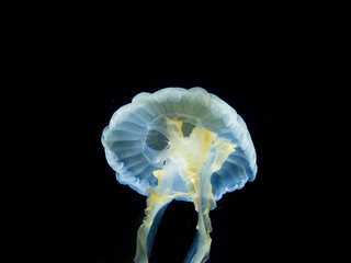 White-spotted jellyfish (Phyllorhiza punctata)