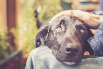 Hundekopf am Schoß, streicheln