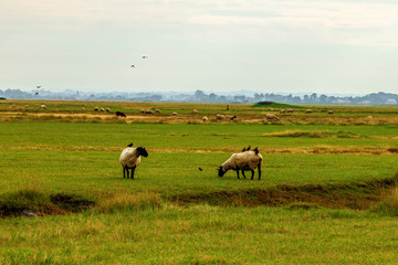 Fototapeta na wymiar sheep on salt marshes Normandy France