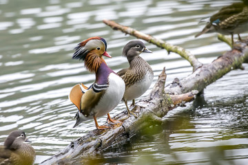 Mandarinente, Mandarinente