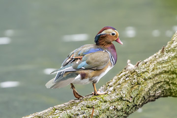 Mandarinente, Mandarinente