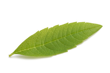 Fototapeta premium Louisa Herb leaf