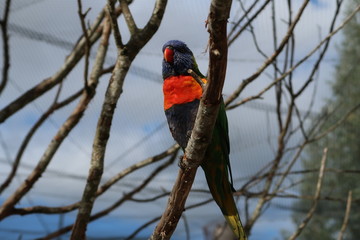 Rainbow lorikeet on a tree branch