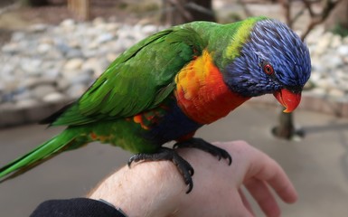 Rainbow lorikeet on a hand