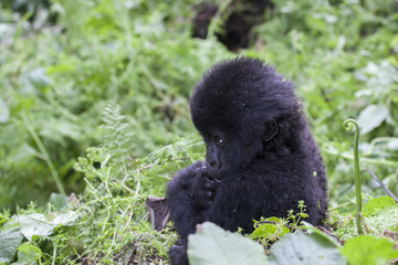 A baby mountain gorilla in the jungle of Rwanda, Africa © rjcoulstock