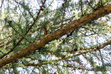 spruce branches in the summer forest. background, nature.