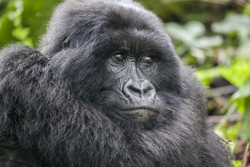 A silverback, or adult male, gorilla in the jungle of Rwanda, Africa © rjcoulstock