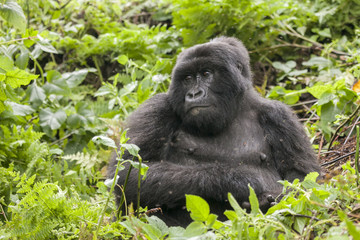 A silverback, or adult male, gorilla in the jungle of Rwanda, Africa