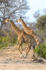 South African giraffes in Kruger National Park, South Africa