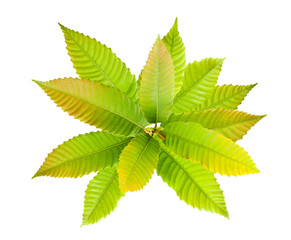 Chestnut branch in autumn © Scisetti Alfio