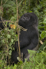 Mountain gorilla in the jungle of Rwanda