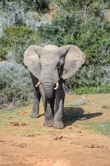 Fototapeta na wymiar African Elephant in Addo Elephant National Park, South Africa