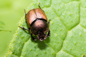 Detailed macrophotography of beetle bug creeping on the green leaf