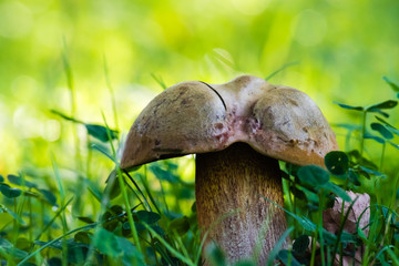 Beautiful mushroom in green grass in forest