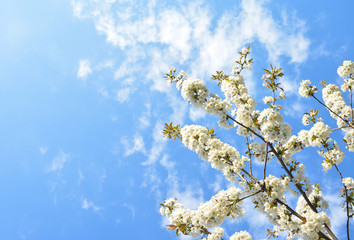 Cherry Blossom with a sky on background