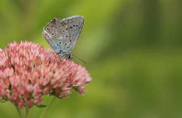 Blue butterfly sits on a flower surrounded by a retinue ..