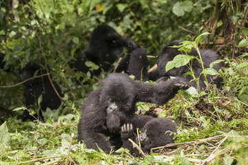 Fototapeta premium Mountain Gorilla in Volcanoes National Park, Rwanda